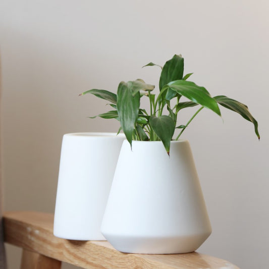 White ceramic green plants